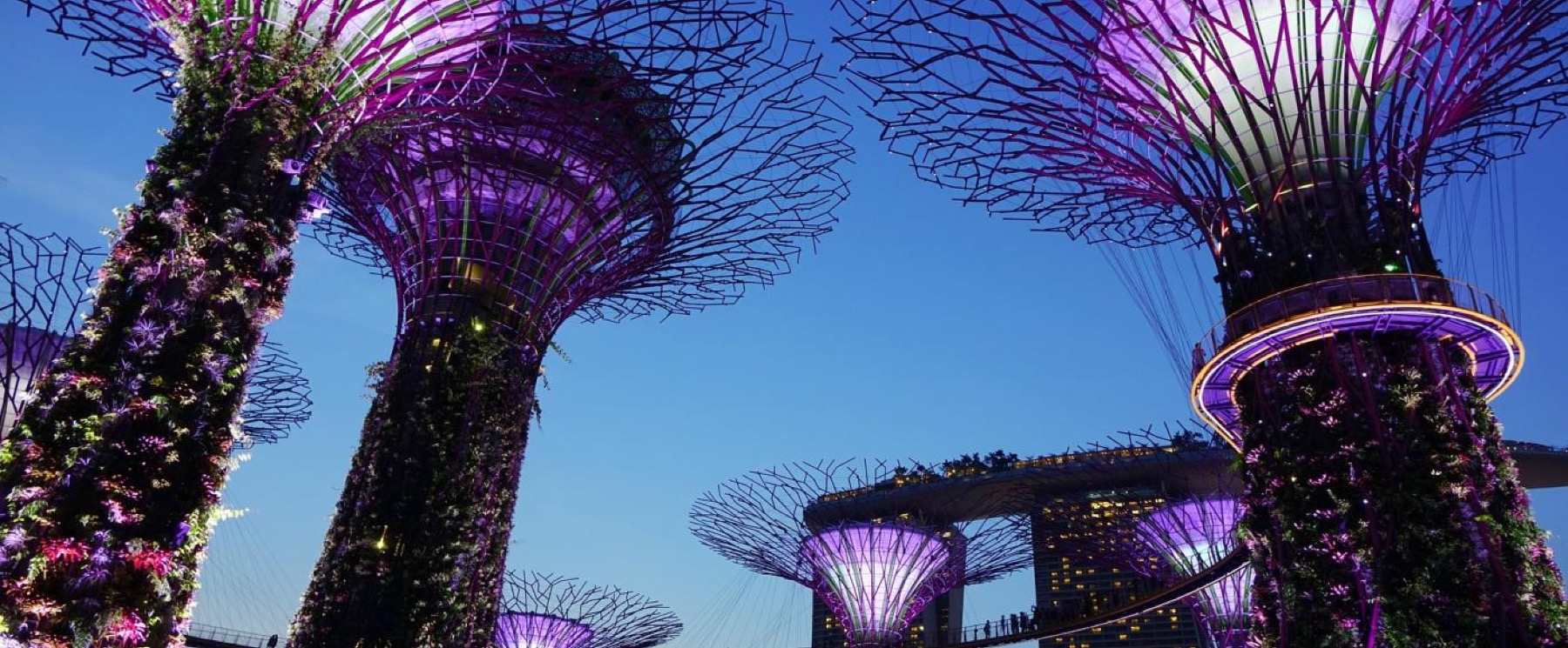 The Supertrees at Gardens by the Bay lit at dusk
